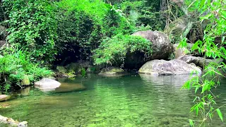 Sounds of Forest, Gentle Birdsong with Bubbling Brook, Relaxing Water Sounds, 10 Hours White Noise