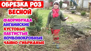 Обрезка роз ВЕСНОЙ. Весенняя обрезка всех видов роз в одном видео! + Схемы обрезки!