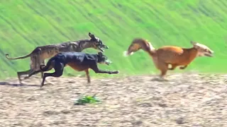 صيد الثعالب بكلاب السلوقي بالمغرب - La Chasse du Renard aux Chiens Courants partie 02 / Fox Hunting