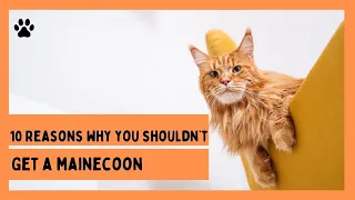 TOP 10 REASONS WHY YOU SHOULDN'T GET A MAINECOON CAT