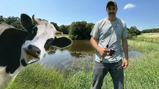 Fishing in a COW pond | BIG BLUEGILL