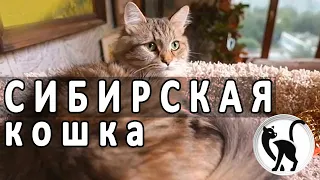 Сибирская кошка. Знакомимся ближе с сибирской кошкой