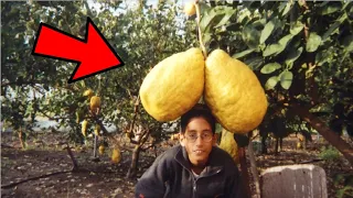 10 Frutas y vegetales mas grandes del mundo
