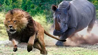Этот Лев Связался Не с Тем Соперником!!! Редкие Сражения Животных , Снятые на Камеру!