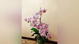 Орхидея Salinas в полном роспуске