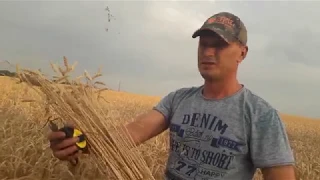 Пшеница No-Till узкие и широкие междурядья - считаем потенциальную урожайность