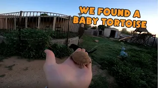 We Found a Baby Tortoise! - Morning Routine