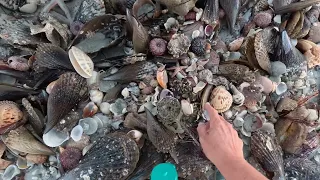 MASS BEACHING EVENT! post storm epic shelling from Part 1 Pass a Grille 021323