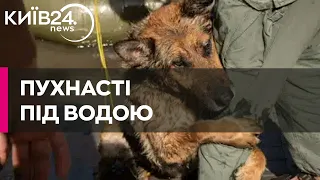 ❤️Порятунок тварин у Херсоні: як волонтери та військові шукають чотирилапих