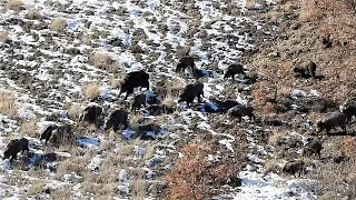 PERFECT WILD BOAR HUNT IN WINTER | KIŞIN HARİKA DOMUZ AVI