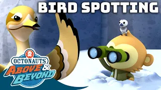 Octonauts: Above & Beyond - Bird Spotting Special! 🦅🦜🕊️ | Compilation | @Octonauts​