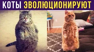 Приколы с котами. КОТЫ ЭВОЛЮЦИОНИРУЮТ! | Мемозг #221