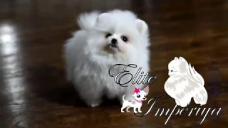 Белый мини щенок померанского шпица. White mini puppy pomeranian.
