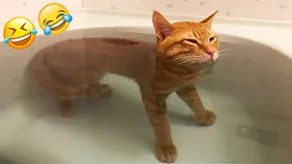 New Funny Animals 2024 🤣 Funniest Cats and Dogs 😻🐶 Part 25
