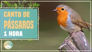 Som de pássaros para dormir, meditar e relaxar 🐦 1 hora de canto de passarinhos