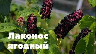 Лаконос ягодный.  Растение уникальное и одновременно  полезное, и немного опасное!