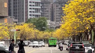 太順路 風鈴木🌸風鈴花❤❤❤