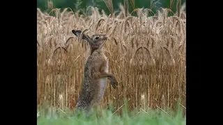 Охота на зайца. Открытие - часть первая. Hunting for hares