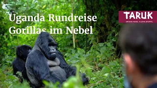 Uganda Ruanda- Reise: Gorillas im Nebel - Safari intensiv, Schimpasen & Gorillas erleben | Filmbuch