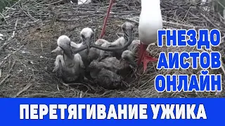 Перетягивание "удава" аистятами