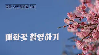 매화꽃사진 촬영법 (봄꽃사진 촬영법)