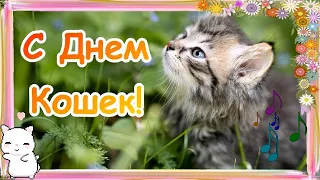 Всемирный День Кошек! Красивое поздравление с Днем Кошек!