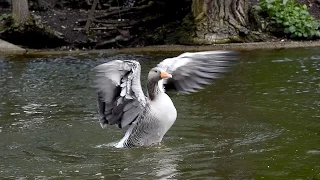 Goose In St James Park London England UK,  Just In Front Of Buckingham Palace