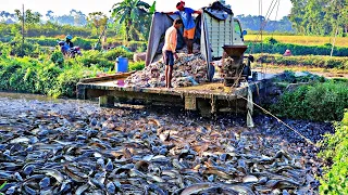 Hybride Magur Fish Farming Business Asia || Indian Catfish Farming Business || হাইব্রিড মাগুর চাষ