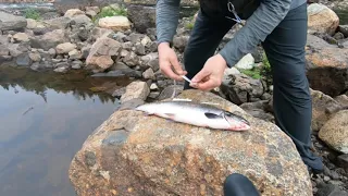 Fly Fishing For Newfoundland Atlantic Salmon  Episode #30