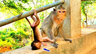 Tiny Monkey Baby Of Mum ALIKA Down Head On Cement More Not Be careful