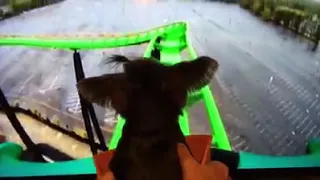 Dog Roller Coaster