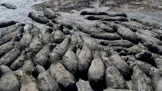 Dürre in Botswana: Zahlreichen Nilpferden droht der Tod