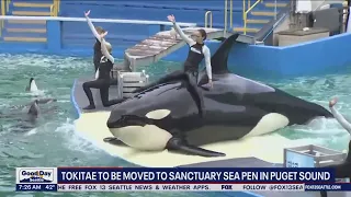 Tokitae to be moved to sanctuary sea pen in Puget Sound | FOX 13 Seattle