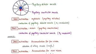 Brandl's Basics: Autonomic innervation of the eye