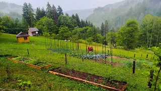 Гуцул показує шо посадив і шо виросло на НАЙВІДОМІШОМУ Городі в Карпатах. Органічне Землеробство.