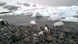 Pingviinid sumpavad veest välja