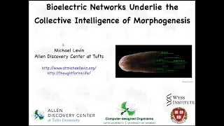Bioelectric networks underlie the collective intelligence of morphogenesis