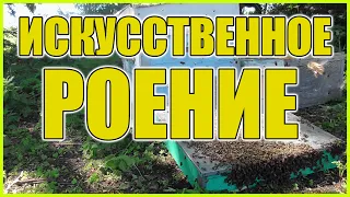 Искусственное роение пчел! Отделение пчел от расплода! Перезапуск семьи!