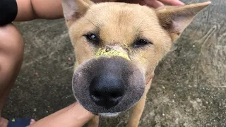 She saved an abandoned dog with duct tape around its mouth. This is how the dog thanked her