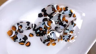 Picasso ClownFish Rare Cute Beautiful Ocean fish Cute animals Videos Glofish 13