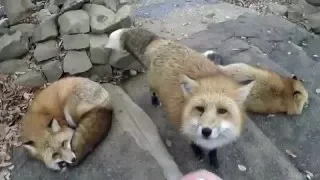 Путешествие в Miyagi Zao Kitsune Mura (Fox Village)