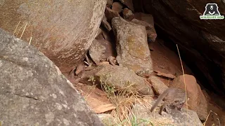 Caught on Hidden Camera: Rusty-spotted cat