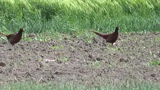 фазаны на огороде