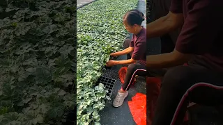 Beautiful Healthy Looking Watermelon Seedlings #satisfying #agriculture #farming