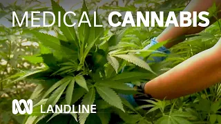 Boom in use of medical cannabis in Australia 🌿⚕ | Landline | ABC Australia