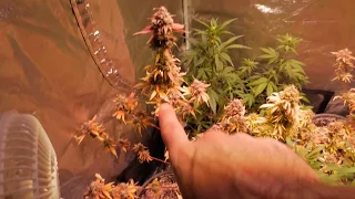 AUTOFLOWER CANNABIS HARVEST AND START OF FAST FLOWERING EXPERIMENT