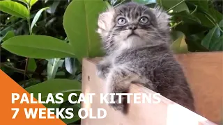 Pallas Cat Kittens At 7 Weeks Old