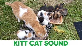 Kitten Sound • Kitt Cat Sound • The cat that hears the sound is coming