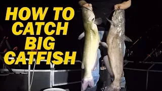 How to catch flathead catfish with live bait - Fishing for channel catfish with shad