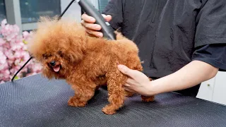 狂野“小獅子”美容後秒變超可愛“小羊駝”  ‖ Poodle Dog Grooming ‖ Cutest Puppies ‖ pet groomer ‖ 寵物美容